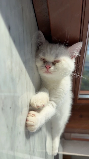 persa katze 