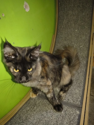 Maine coon Kitten XL 