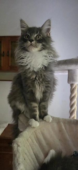  XL Norwegischer Wald Kater sucht seine Familie 