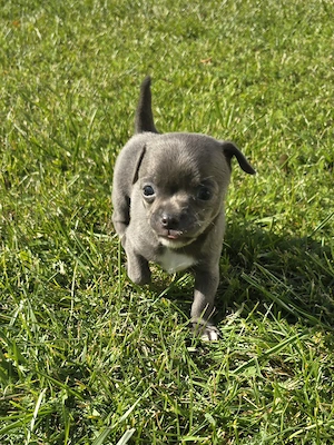 Blue Tan! Reinrassige bezaubernde Chihuahua Rüden
