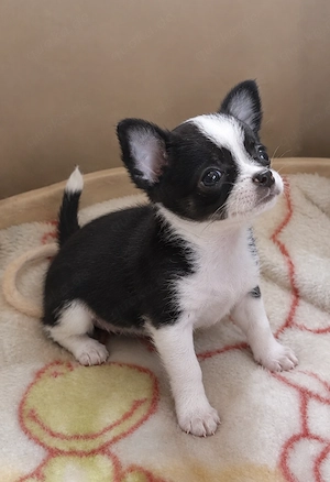 Unser verspieltes Chihuahua Mädchen zieht aus