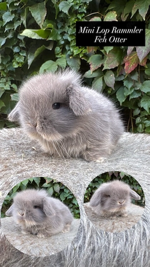 Minilop, Mini Lop, Lionlop, Lion Lop, Zwergwidder