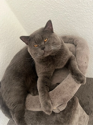 BKH Deckkater