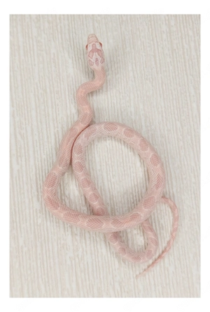1.0 Coral Snow Sunkissed Kornnatter 