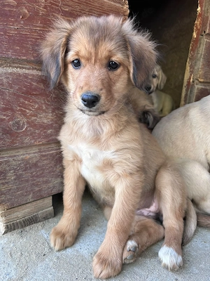 Pippa  kleine Pfoten, große Pläne!