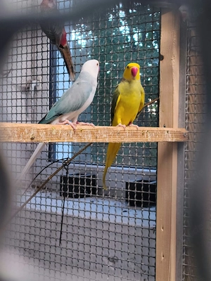 Halsbandsittiche Sittiche Vögel 