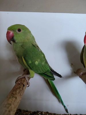 Halsbandsittiche Sittiche Vögel 