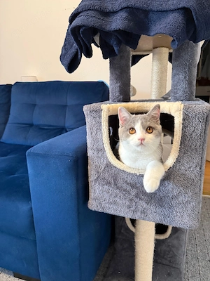 Liebevolle 6 Monate alte Britisch-Kurzhaar-Katze (BKH) abzugeben