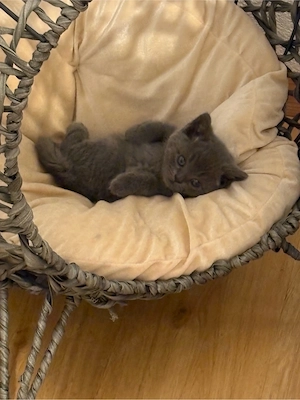 BKH Kitten 