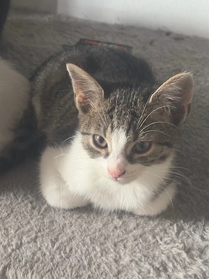 babykater abzugeben 
