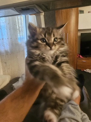 Angora Kater u Katze Kitten in liebevolle Hände abzugeben 