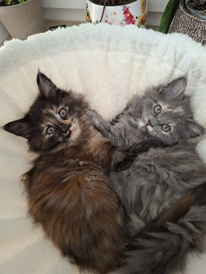 Maine Coon 