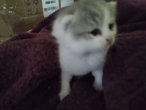 süße reinrassige exotic - shorthaurbabys in denn selten en Farben blue-white suchen liebe Menschen 