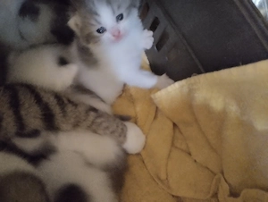 süße reinrassige exotic - shorthaurbabys in denn selten en Farben blue-white suchen liebe Menschen 
