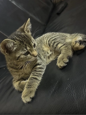 babykatze 