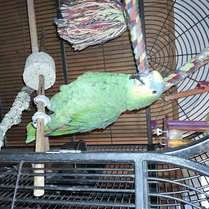 Papagei - Blaustirnamazone