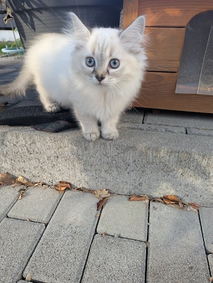 Katzenbabys abzugeben