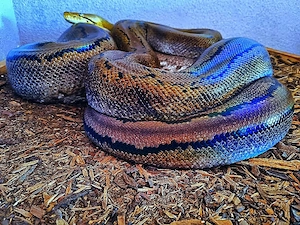 Netzpython 0.1