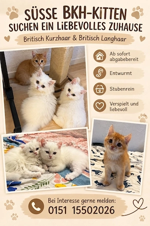 BKH Kitten