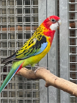 Prachtrosella