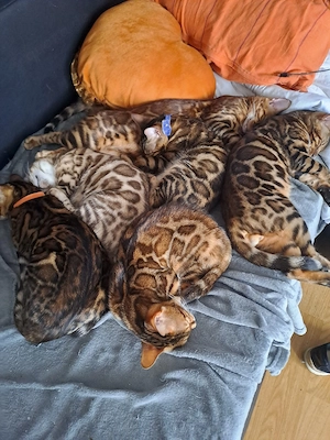 junge katzen