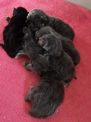 Maine Coon Kitten