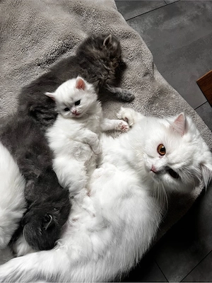 Britisch Langhaar BLH Kitten
