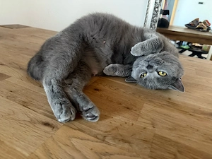 Britisch Kurzhaar Katze