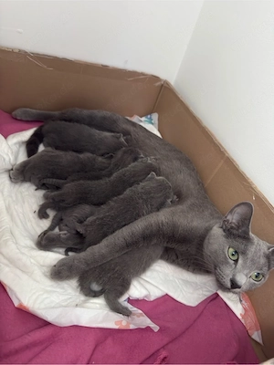 Wunderschöne reinrassige Russisch Blau Kitten suchen ein liebevolles Zuhause
