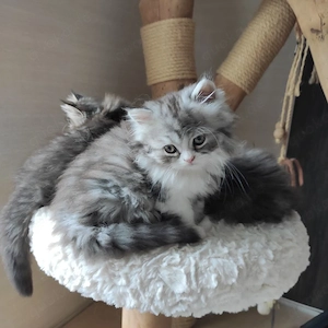 süßes Perserkaterchen