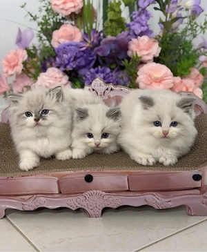 Wunderschöne, 12 Wochen alte Ragdoll-Kätzchen   Kater und Katzen suchen ein Zuhause