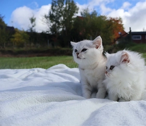 Bkh Kitten Kater