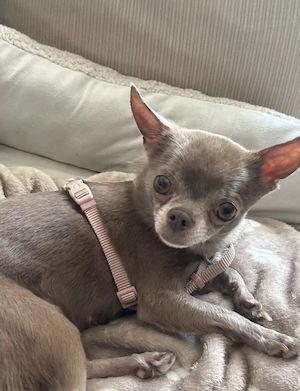 Mini Chihuahua Hündin in lilac