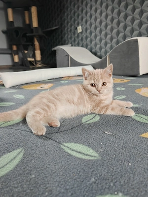 Britisch kurzhaar Creame Kater 12 Wochen!