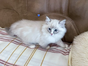  Reinrassige Ragdoll mit Gesundheitszeugnis. Abgabebereit.