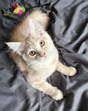 Typvoller, reinrassiger Maine Coon Baby Kater 