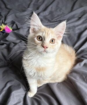 Typvoller, reinrassiger Maine Coon Baby Kater 