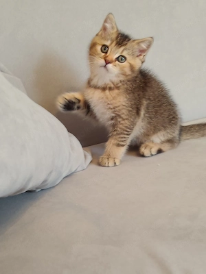  Britisch Kurzhaar Katerchen, reinrassig, sucht seine Menschen