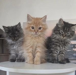 3 Jungs zum verlieben