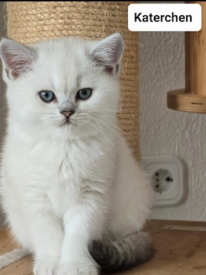 Reinrassige BKH Kitten mit blauen Augen 