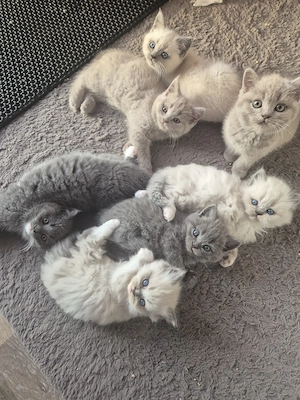 Kitten BKH