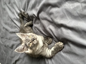 Bezaubernder, reinrassiger Maine Coon Baby Kater 