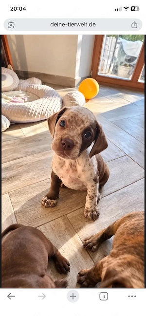 Wunderschöne Welpen aus Boston-Terrier hybrid - und Cocker-Spaniel-Verpaarung suchen liebevolle 