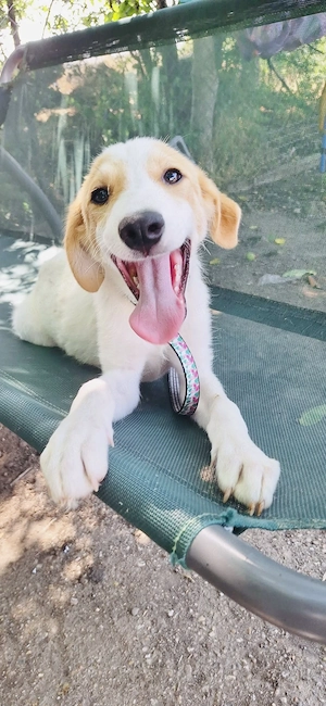 Iris eine super Liebe Familienhündin 