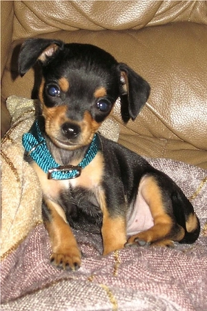 Chihuahua-Welpen suchen ein liebevolles Zuhause     