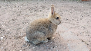 Zwergkaninchen Farbenzwerge