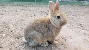 Zwergkaninchen Farbenzwerge