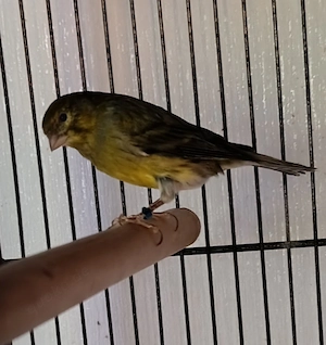Männlicher Kanarienvogel aus diesem Jahr abzugeben
