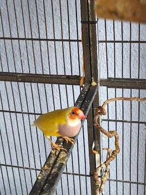 Zwei Guoldamadinen als Pärchen