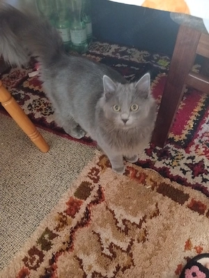 Eine junge Katze sucht ein neues Zuhause.